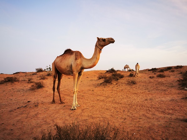 Ein Kamel im Vordergrund und mehrere im Hintergrund in der Wüste bei R'as al-Chaima