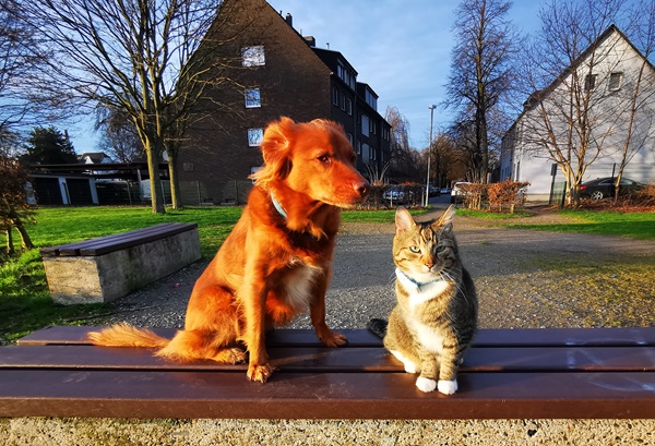 Ein Hund und eine Katze gemeinsam auf einer Parkbank sitzend