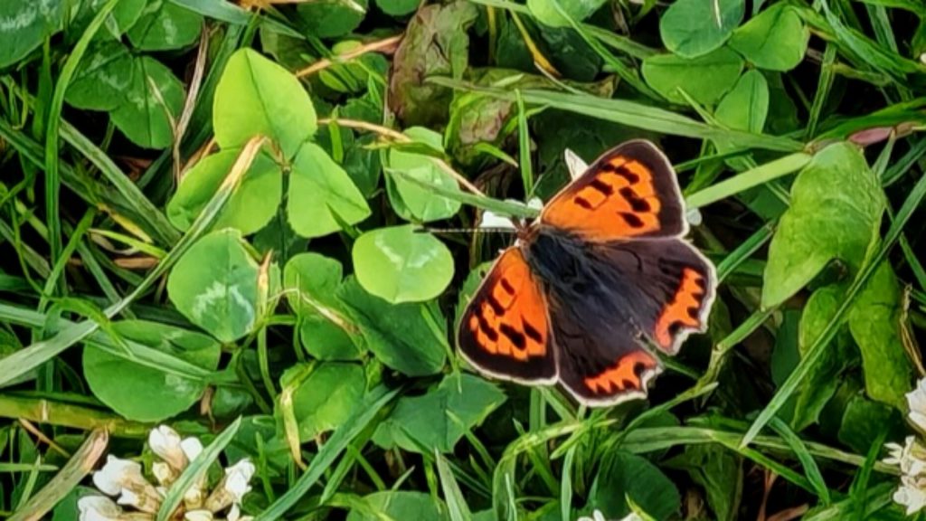 Ein orange-schwarzer Schmetterling sitzt mit ausgebreiteten Flügeln auf einer grünen Wiese mit vielen Kleeblättern