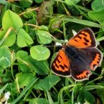 Ein orange-schwarzer Schmetterling sitzt mit ausgebreiteten Flügeln auf einer grünen Wiese mit vielen Kleeblättern