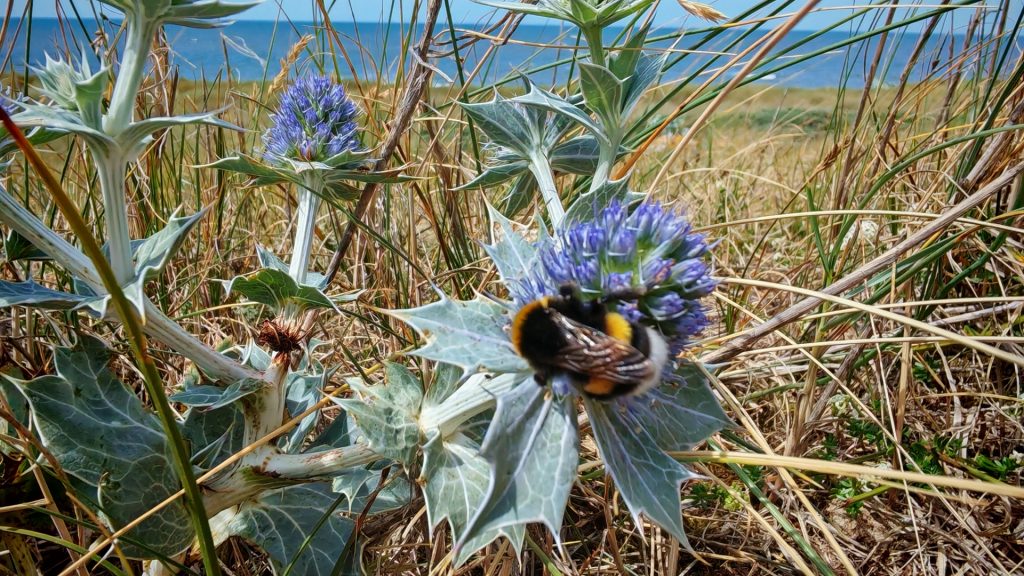Auf einer lila blühenden Distel in den Dünen krabbelt eine Hummel herum. Im Hintergrund ist die Nordsee zu sehen.