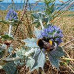 Auf einer lila blühenden Distel in den Dünen krabbelt eine Hummel herum. Im Hintergrund ist die Nordsee zu sehen.
