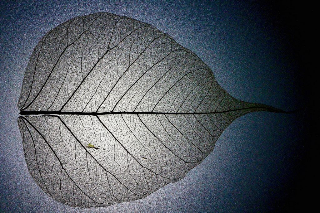 Ein Blatt, an dem man nur noch die Blattadern erkennt, vor einem blauen Hintergrund