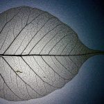Ein Blatt, an dem man nur noch die Blattadern erkennt, vor einem blauen Hintergrund