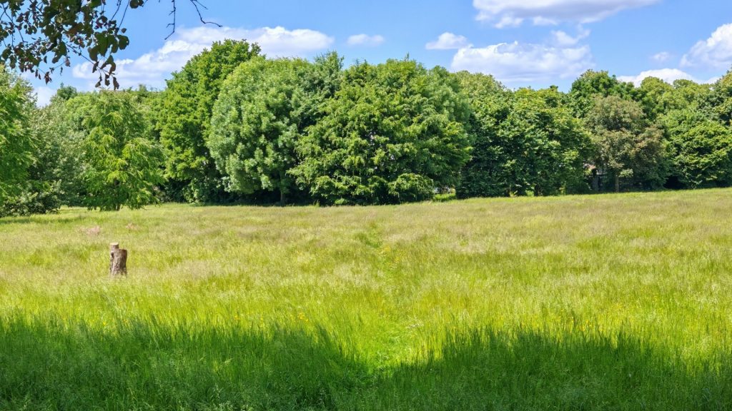 Auf einer hochgewachsenen, grünen, saftigen Wiese steht links ein kleiner, schmaler Baumstumpf. Im Hintergrund sieht man viele grüne Bäume und einen hellblauen Himmel mit ein paar weißen Schäfchenwolken.