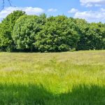 Auf einer hochgewachsenen, grünen, saftigen Wiese steht links ein kleiner, schmaler Baumstumpf. Im Hintergrund sieht man viele grüne Bäume und einen hellblauen Himmel mit ein paar weißen Schäfchenwolken.