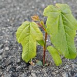 eine junges Bergahorn Pflänzchen hat sich ihren Weg durch festen Asphalt gebahnt.
