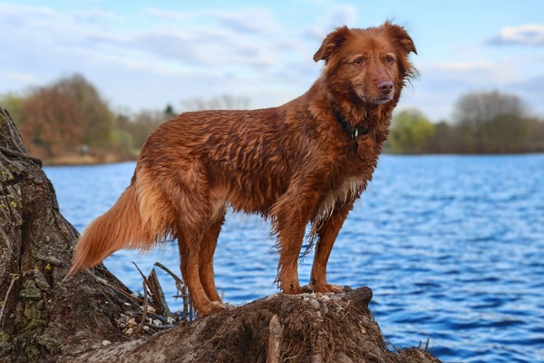 Phoebe, eine braune, mittelgroße Hündin, steht mit nassem Fell auf einem Baumstumpf. Im Hintergrund sieht man verschwommen blaues Wasser und gegenüberliegenden Ufer einige Bäume.