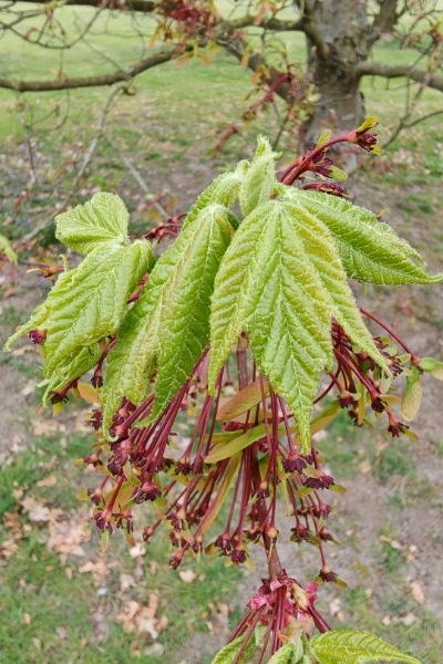 kleine rote Blüten hinter den sich langsam entwickelnden grünen Blättern eines Fächer-Ahorns