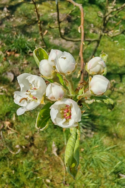 weiße, sich gerade öffnende Blüten einer Kultur-Birne