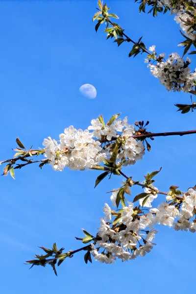 weiße Blüten der japanischen Blütenkirsche vor einem hellblauen Himmel, an dem noch ein Halbmond zu sehen ist