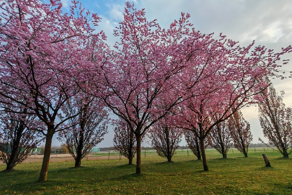 mehrere rosablühende japanische Kirschblütenbäume auf einer grünen Wiese vor einem hellblauen Himmel