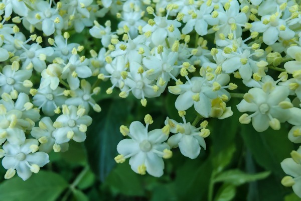 weiße kleine Blüten des schwarzen Holunders