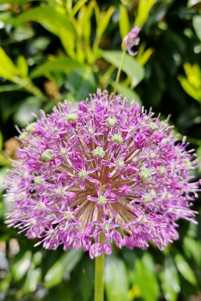 große, lila, kugelförmige Blüte eines Zierlauchs