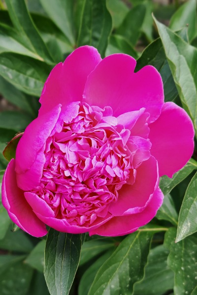 pinkfarbene, sich gerade öffnende, Blüte einer Pfingstrose