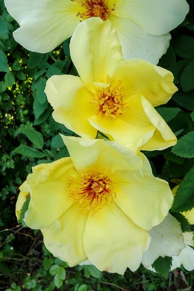 große, gelb-weiße Blüten einer wilden Rose