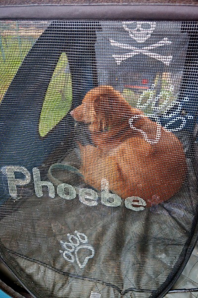 Ein braun-roter Hund liegt entspannt in einem Hundeanhänger und schaut nach draußen. Auf dem Insektennetz ist mit weißer Schrift eine Pfote und der Name Phoebe gemalt.