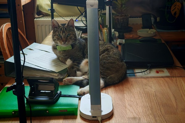 Auf einem Schreibtisch stehen und liegen eine Lampe, mehrere Ordner, ein Lochgerät, und ein Laptop. Und in der Mitte von allem liegt gemütlich ein graugetigerter Kater und passt auf alles auf.
