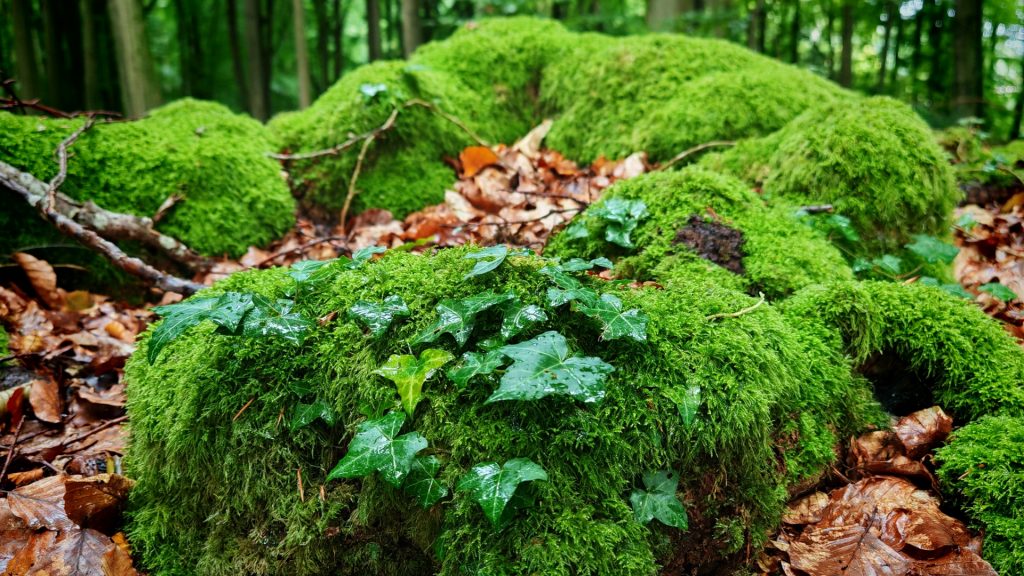 Ein, mit ganz viel frischem, grünen Moos bewachsener, Baumstamm, auf dem ein bisschen braunes Laub liegt und an dem sich eine junge Efeuwurzel entlang rankt.