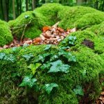 Ein, mit ganz viel frischem, grünen Moos bewachsener, Baumstamm, auf dem ein bisschen braunes Laub liegt und an dem sich eine junge Efeuwurzel entlang rankt.