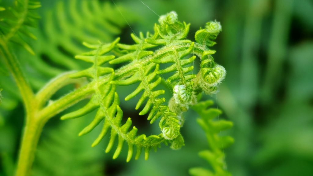 Ein Blatt von einem jungen, hellgrünen Farn, das sich in den Spitzen noch nicht ganz entrollt hat. Man kann sogar die kleinen Häärchen an den Blättchen erkennen.