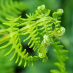 Ein Blatt von einem jungen, hellgrünen Farn, das sich in den Spitzen noch nicht ganz entrollt hat. Man kann sogar die kleinen Häärchen an den Blättchen erkennen.