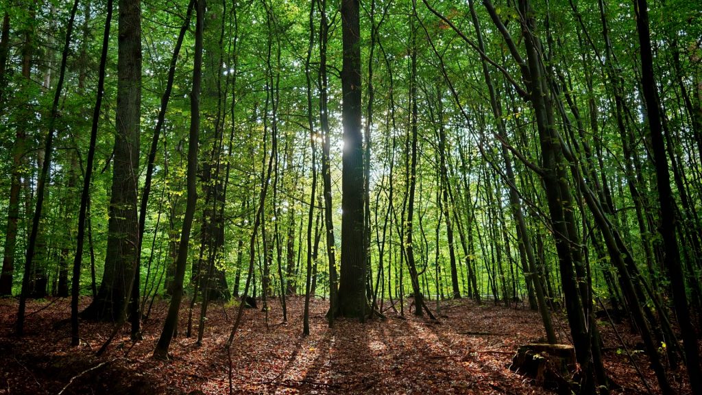 Ein Wald mit ganz vielen schmalen und wenigen dickeren Baumstämmen. Der Boden ist mit braunem Laub bedeckt. Die Äste tragen grünen Blätter. Genau in der Mitte steht ein etwas dickerer Baum, der von hinten durch die Sonne angestrahlt wird.