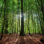 Ein Wald mit ganz vielen schmalen und wenigen dickeren Baumstämmen. Der Boden ist mit braunem Laub bedeckt. Die Äste tragen grünen Blätter. Genau in der Mitte steht ein etwas dickerer Baum, der von hinten durch die Sonne angestrahlt wird.