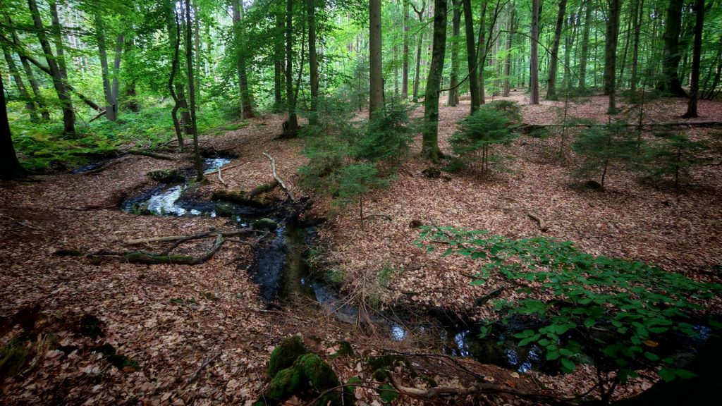 Ein kleiner, schmaler Bach, der sich durch einen Laubwald schlängelt. Der Boden ist mit braunem Laub bedeckt.