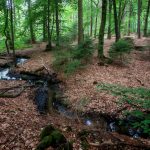 Ein kleiner, schmaler Bach, der sich durch einen Laubwald schlängelt wie Gedankenschleifen. Der Boden ist mit braunem Laub bedeckt.