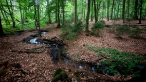 Ein kleiner, schmaler Bach, der sich durch einen Laubwald schlängelt. Der Boden ist mit braunem Laub bedeckt.