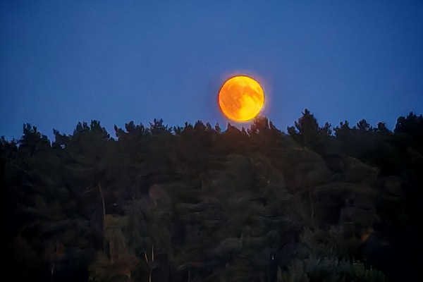 Das Bild zeigt den Blutmond am 07.09.2025. Auf der oberen Hälfte des Bildes ist ein tiefblauer Himmel. Die untere Hälfte ist ein ganz ganz dunkelgrüner, fast schwarzer, Wald. Der Übergang ist an den gezackten, dunklen Baumwipfeln zu erkennen. Etwa in der horizontalen Mitte des Bildes, am unteren Rand des tiefblauen Himmels, leuchtet der Vollmond. Die Krater des Mondes kann man sehr gut an der dunkel-orangenen Färbung erkennen, der Rest des Mondes leuchtet gelb.