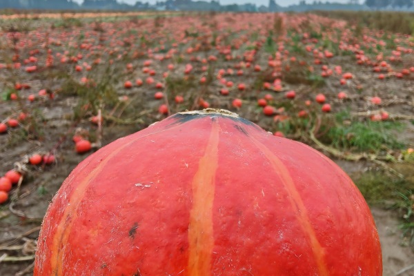 In der unteren Hälfte des Bildes mittig ist ein dunkel-orangefarbener Hokkaido Kürbis mit hell-orangefarbenen Streifen, in einer Makroaufnahme, zu sehen. 
Links und rechts daneben, sowie auf der kompletten oberen Hälfte des Bildes, kann man unscharf ein ganzes Feld, bis zum Horizont voll mit orangefarbenen Kürbissen, erkennen.
