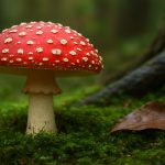 Ein Fliegenpilz, mit leicht cremefarbenen Fuß, einem roten Schirm mit vielen verschieden großen cremeweißen, teils zerfransten, Punkten, steht auf frischem dunkel- und hellgrünem Moos. Rechts neben dem Fuß liegt ein braunen, leicht eingerolltes, feuchtes Blatt. Hinter dem Blatt erkennt man die dunkle Wurzel und den Stammansatz eines Baumes.