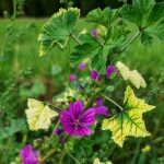 Das Titelbild zur Blogartikel "Achtsamkeit im Alltag" zeigt eine Pflanze der wilden Malve mit ein paar lila farbenen Blüten und ein paar grünen Blättern. Ein paar wenige Blätter sind allerdings weiß verfärbt, als hätten sie zu wenig Chlorophyll gebildet. Sie sieht also aus, wie eine Wilde Malwe variegata. Im Hintergrund ist verschwommen eine grüne Wiese zu sehen.