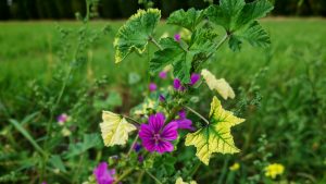 Das Titelbild zur Blogartikel "Achtsamkeit im Alltag" zeigt eine Pflanze der wilden Malve mit ein paar lila farbenen Blüten und ein paar grünen Blättern. Ein paar wenige Blätter sind allerdings weiß verfärbt, als hätten sie zu wenig Chlorophyll gebildet. Sie sieht also aus, wie eine Wilde Malwe variegata. Im Hintergrund ist verschwommen eine grüne Wiese zu sehen.